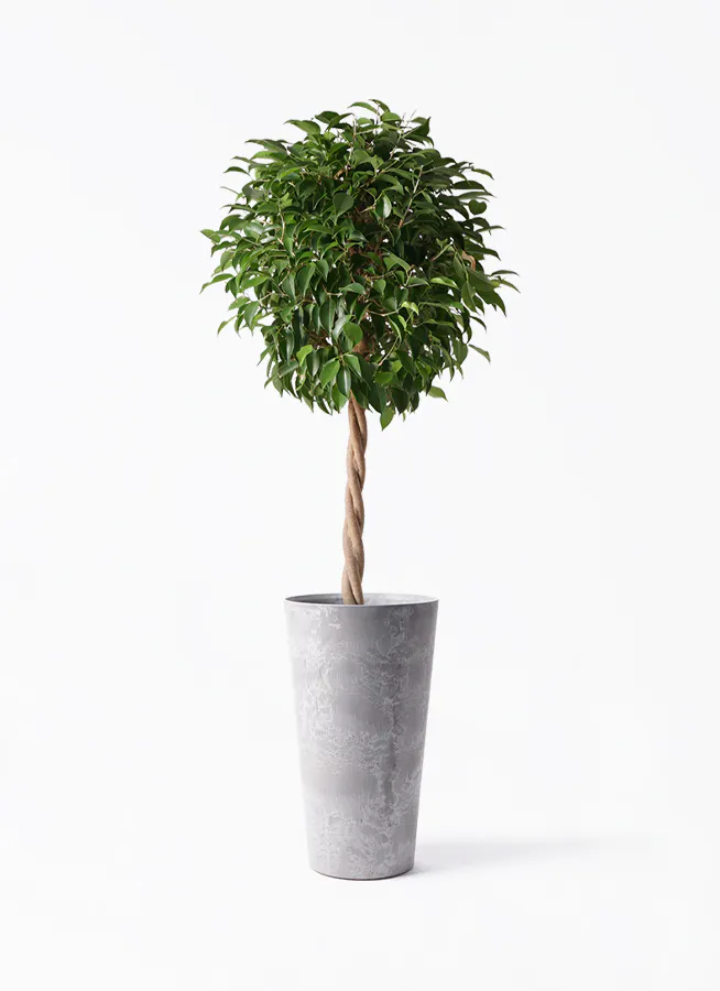 ベンジャミン 大型 | 観葉植物通販HitoHana(ひとはな)