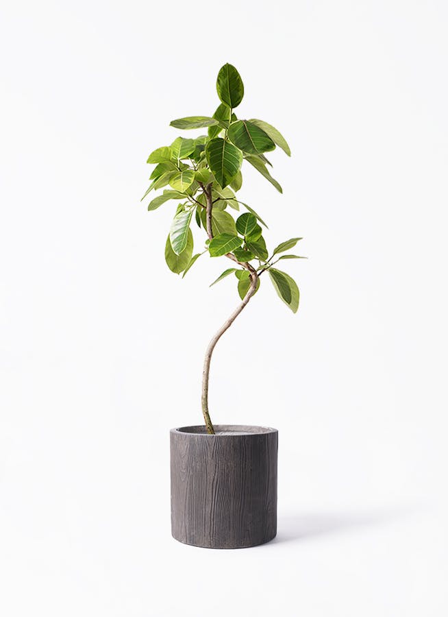 フィカス アルテシーマ 8号 | 観葉植物通販HitoHana(ひとはな)