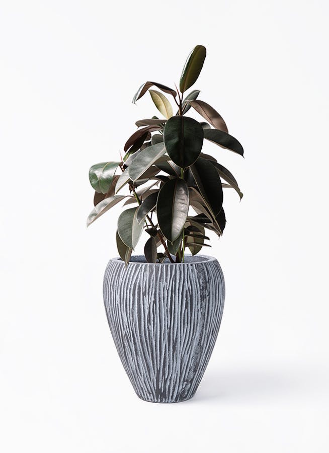 フィカス バーガンディ | 観葉植物の通販ならHitoHana（ひとはな）