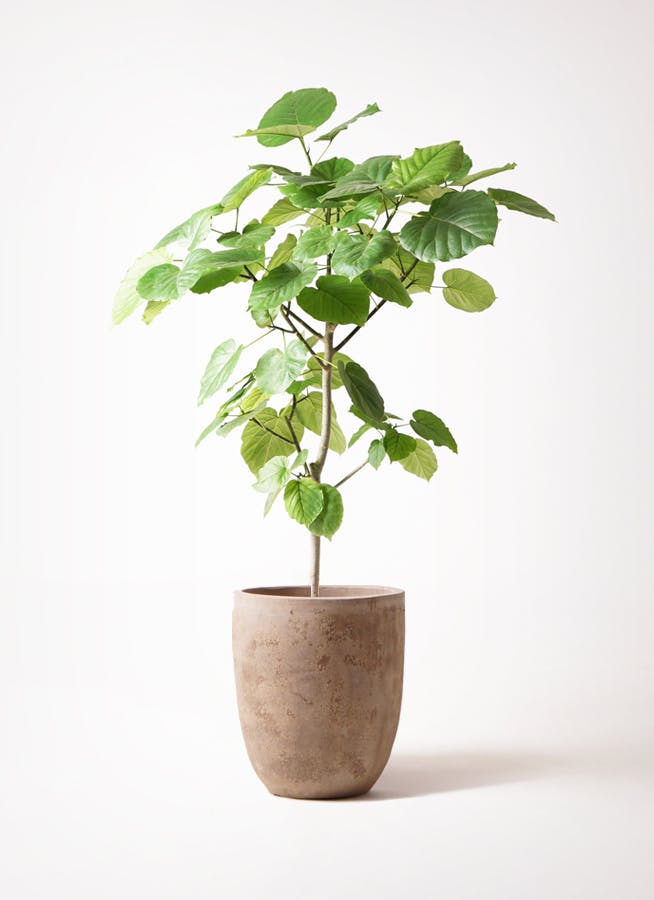 ウンベラータ 8号 | 観葉植物の通販ならHitoHana（ひとはな）