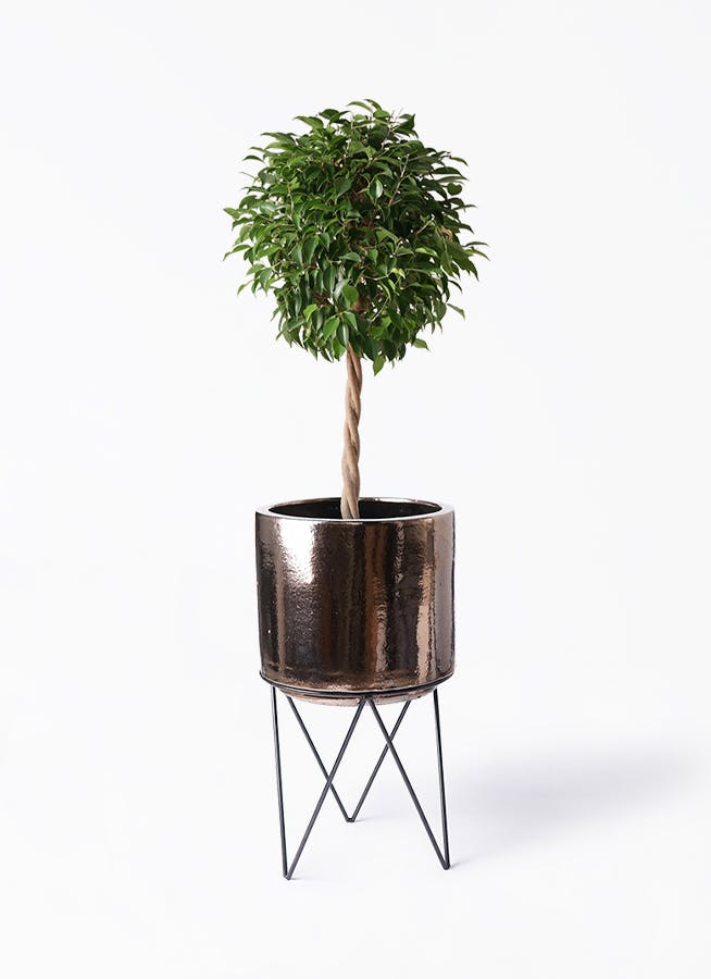 フィカス ベンジャミン 8号 | 観葉植物 | インテリアやギフトに