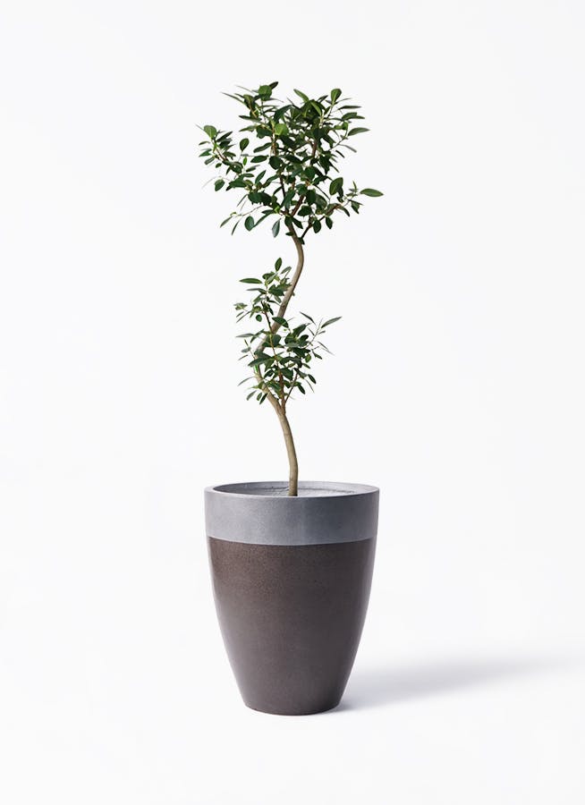 フランスゴムの木 曲がり | 観葉植物通販 Hitohana（ひとはな）