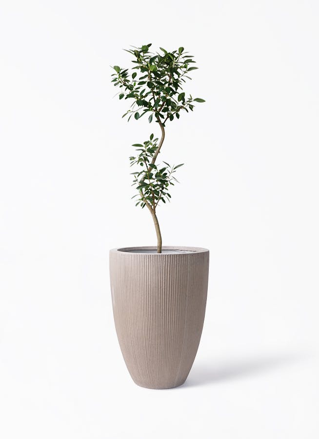 フランスゴムの木 曲がり | 観葉植物通販 Hitohana（ひとはな）