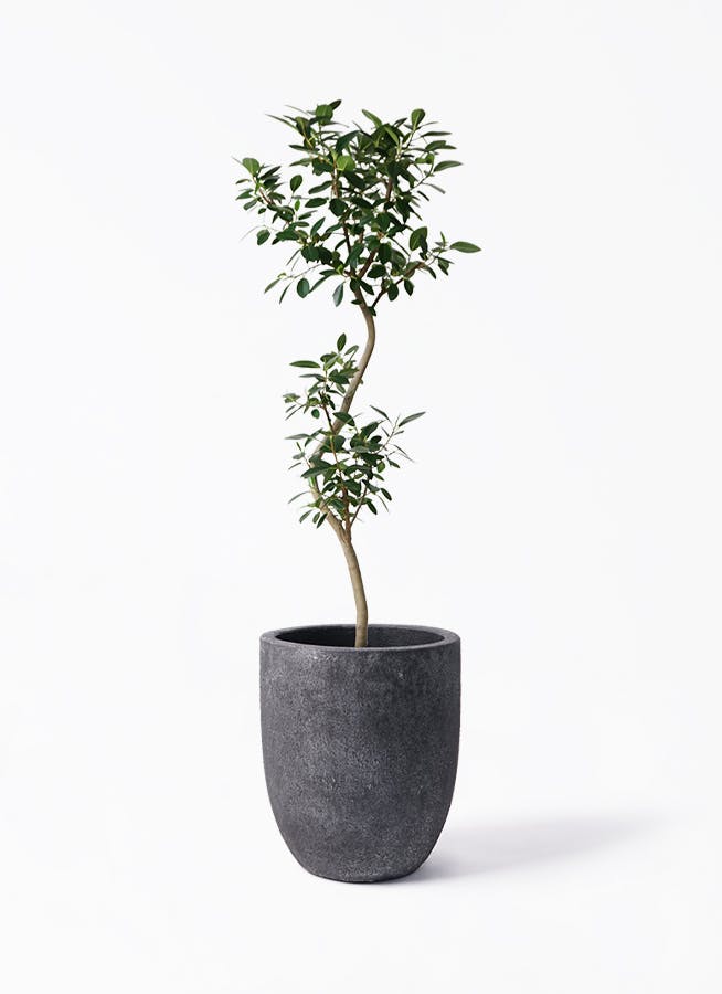 フランスゴムの木 曲がり | 観葉植物通販 Hitohana（ひとはな）