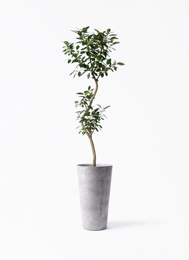 フランスゴムの木 曲がり | 観葉植物通販 Hitohana（ひとはな）