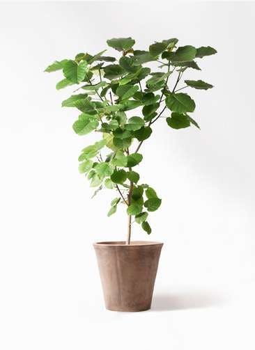 フィカス ウンベラータ 観葉植物通販hitohana ひとはな フィカス ウンベラータ 観葉植物通販hitohana ひとはな