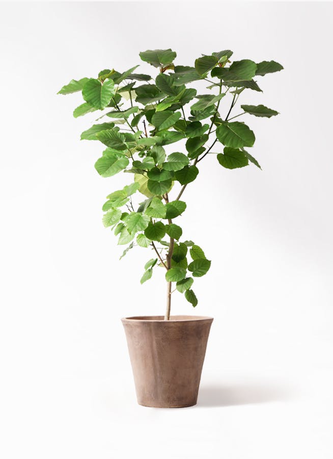 ウンベラータ 10号 | 観葉植物の通販ならHitoHana（ひとはな）