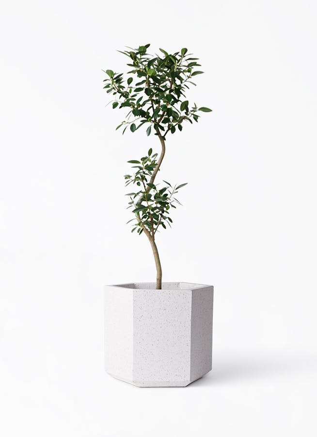 フランスゴムの木 8号 | 観葉植物 | 送料無料でお届け - Hitohana