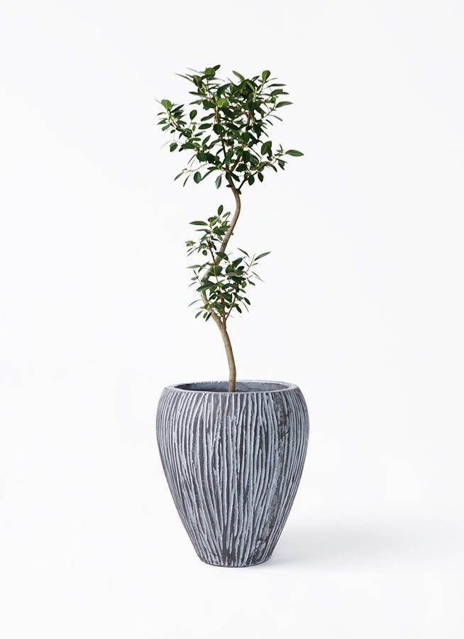 フランスゴムの木 曲がり | 観葉植物通販 Hitohana（ひとはな）