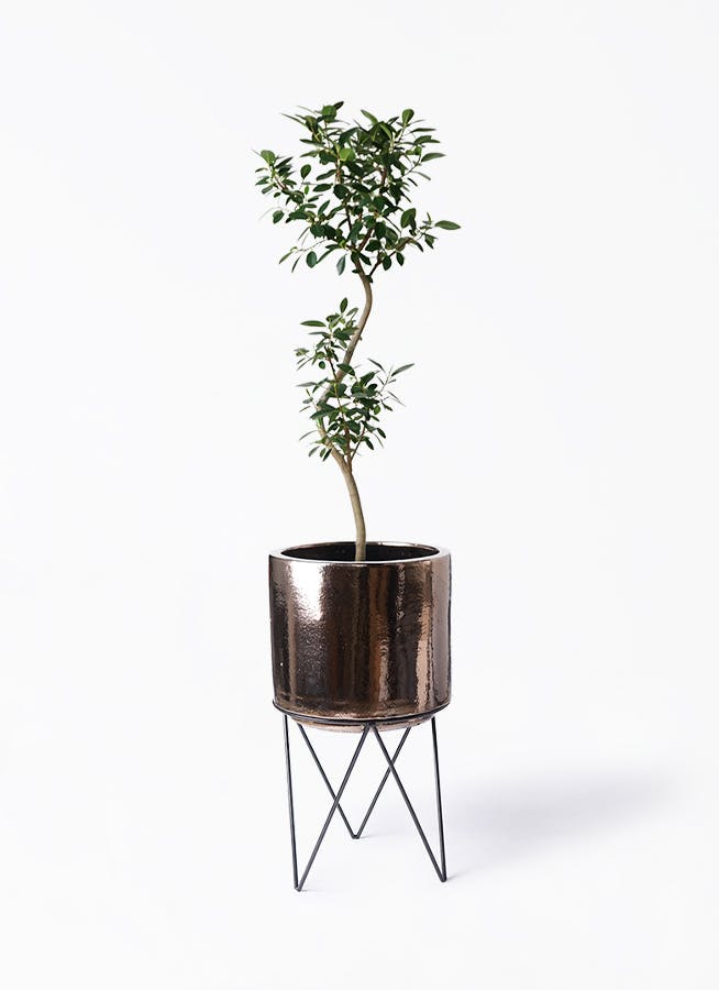 フランスゴムの木 8号 | 観葉植物 | 送料無料でお届け - Hitohana