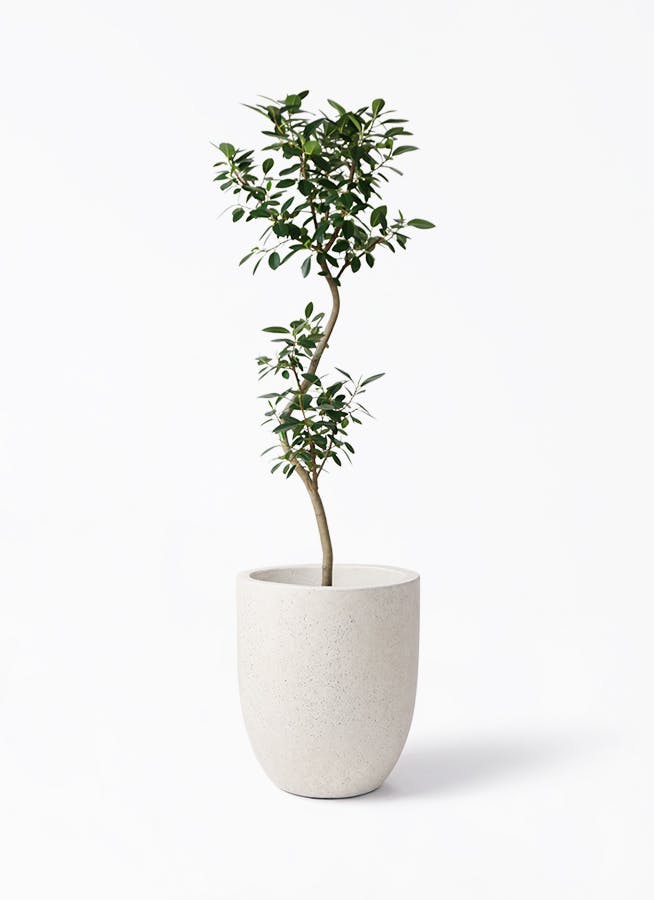 フランスゴムの木 8号 | 観葉植物 | 送料無料でお届け - Hitohana