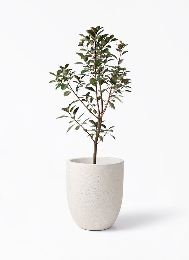 フランスゴムの木 | 観葉植物の通販ならHitoHana（ひとはな）