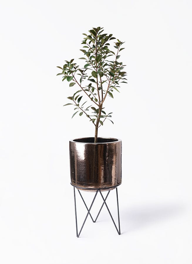 フランスゴムの木 8号 | 観葉植物 | 送料無料でお届け - Hitohana