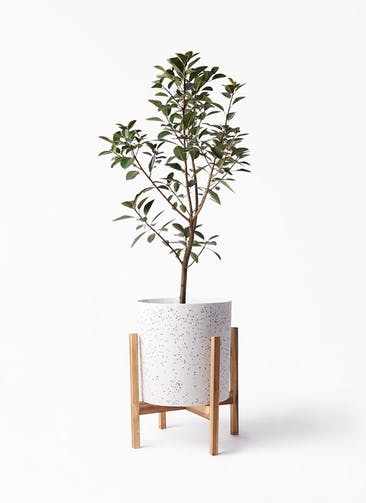 観葉植物 フランスゴムの木 8号 ノーマル ホルスト シリンダー スパークルホワイト ウッドポットスタンド 付き