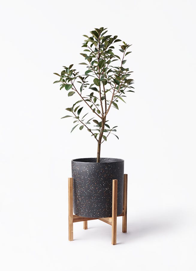 フランスゴムの木 8号 | 観葉植物 | 送料無料でお届け
