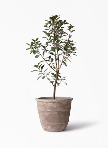観葉植物 フランスゴムの木 8号 ノーマル テラアストラ シリウス 付き