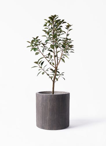 観葉植物 フランスゴムの木 8号 ノーマル アルファ シリンダープランター ウッド 付き