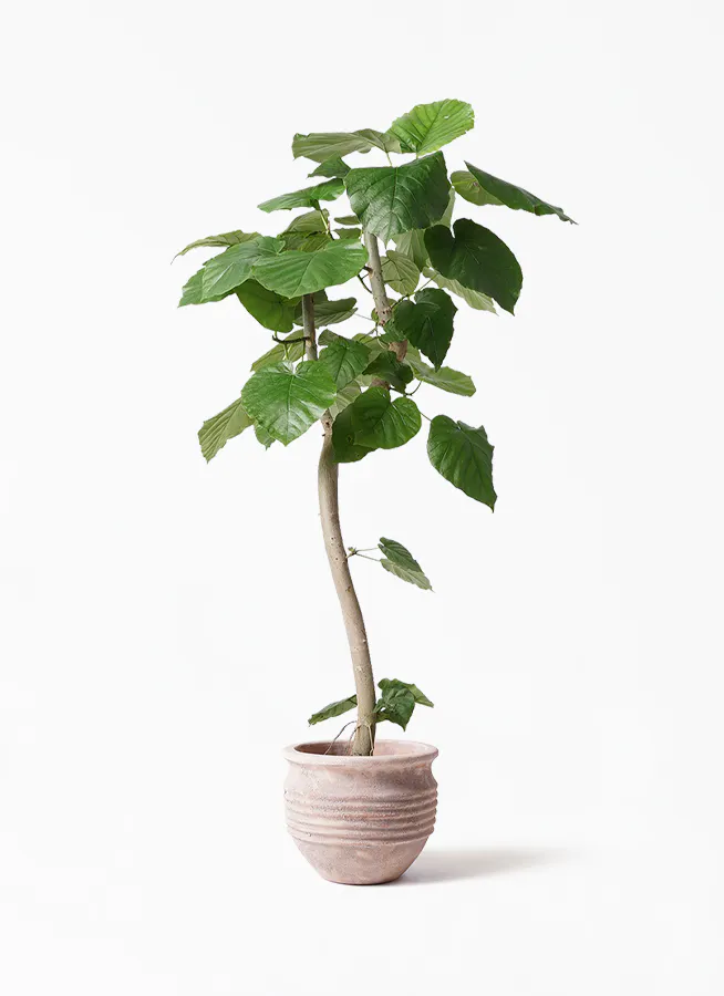 観葉植物 フィカス ウンベラータ 8号 曲り テラアストラ リゲル 赤茶色 付き 観葉植物ならhitohana ひとはな