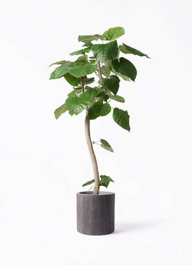 観葉植物 オリーブの木 8号 ピクアル アルファ シリンダー