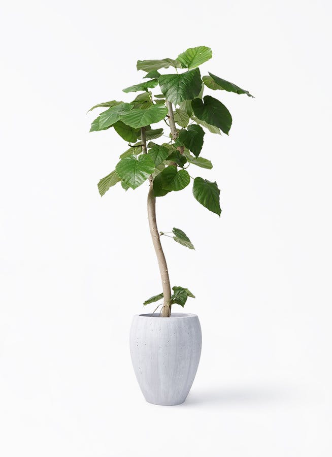フィカス ウンベラータ 曲がり | 観葉植物通販 HitoHana（ひとはな）