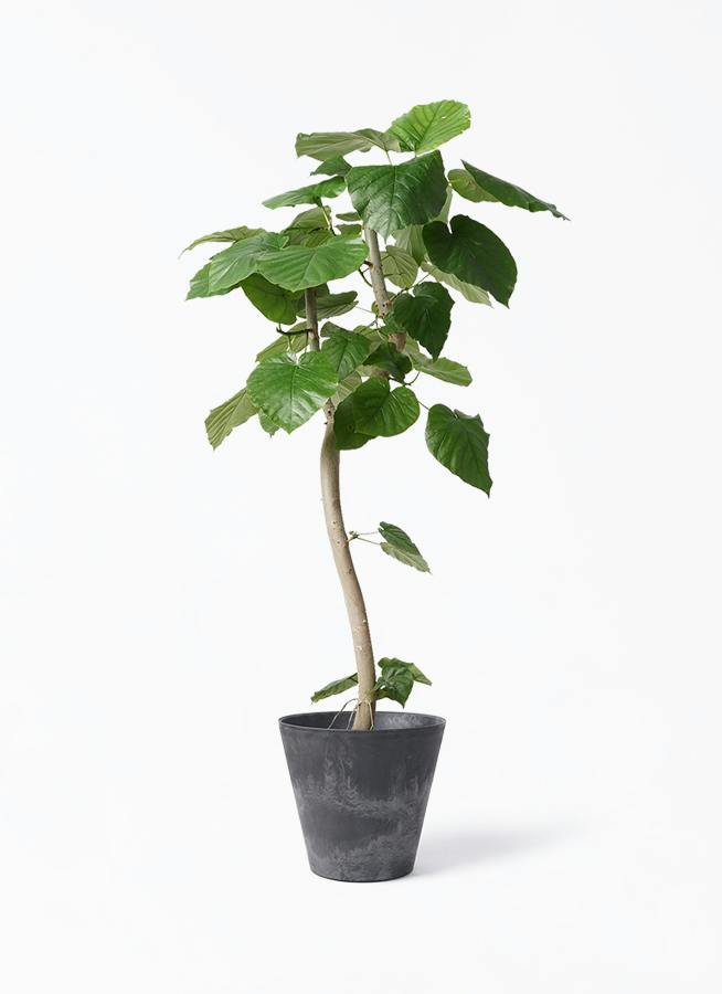 観葉植物 フィカス ウンベラータ 8号 曲り アートストーン ラウンド
