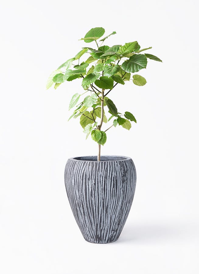 ウンベラータ 8号 | 観葉植物の通販ならHitoHana（ひとはな）