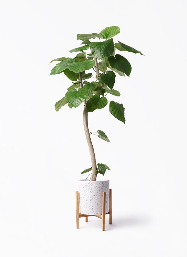 観葉植物 フィカス ウンベラータ 8号 曲り ホルスト シリンダー