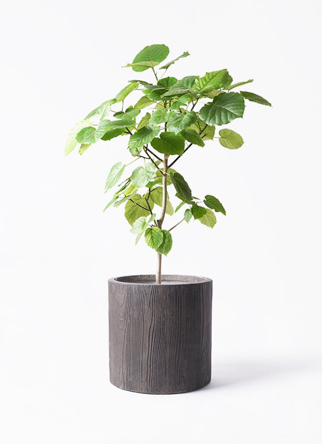 フィカス ウンベラータ | 観葉植物通販 HitoHana