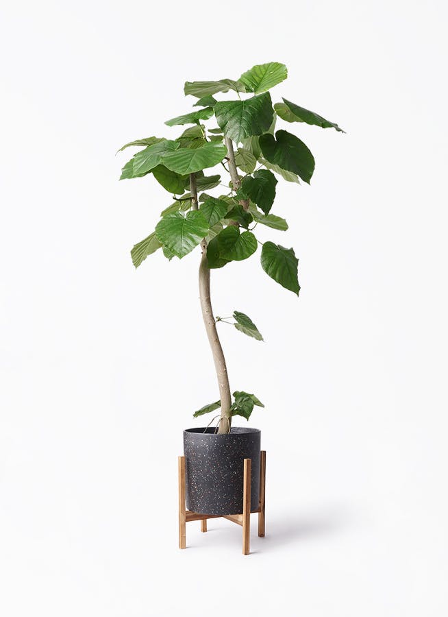 現品　フィカス　ゴムの木　ウンベラータ　21番　フィカスウンベラータ　曲がり 現品 フィカス ゴムの木 ウンベラータ 21番 フィカス