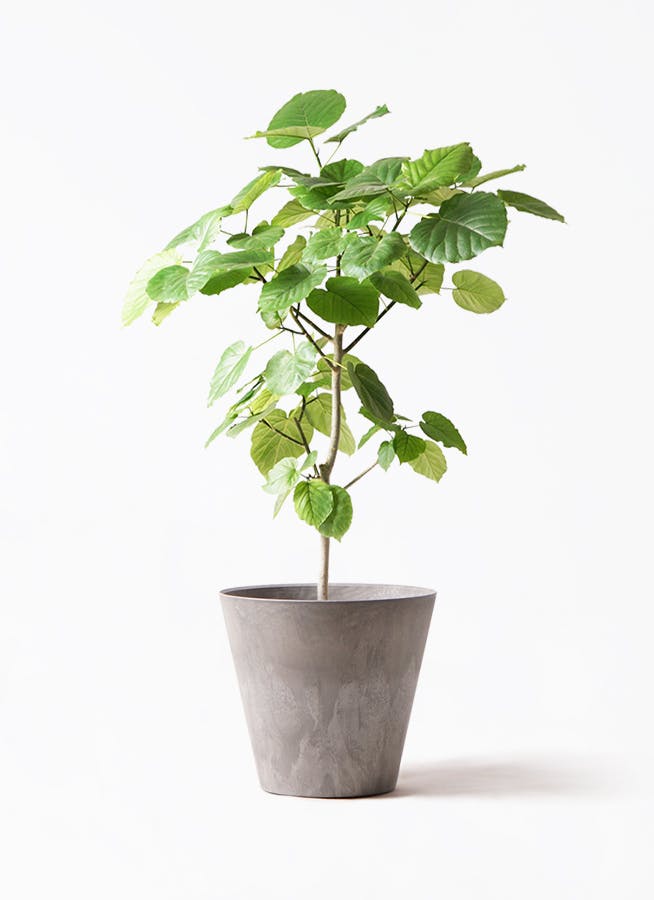 ウンベラータ 大型 | 観葉植物通販HitoHana(ひとはな)