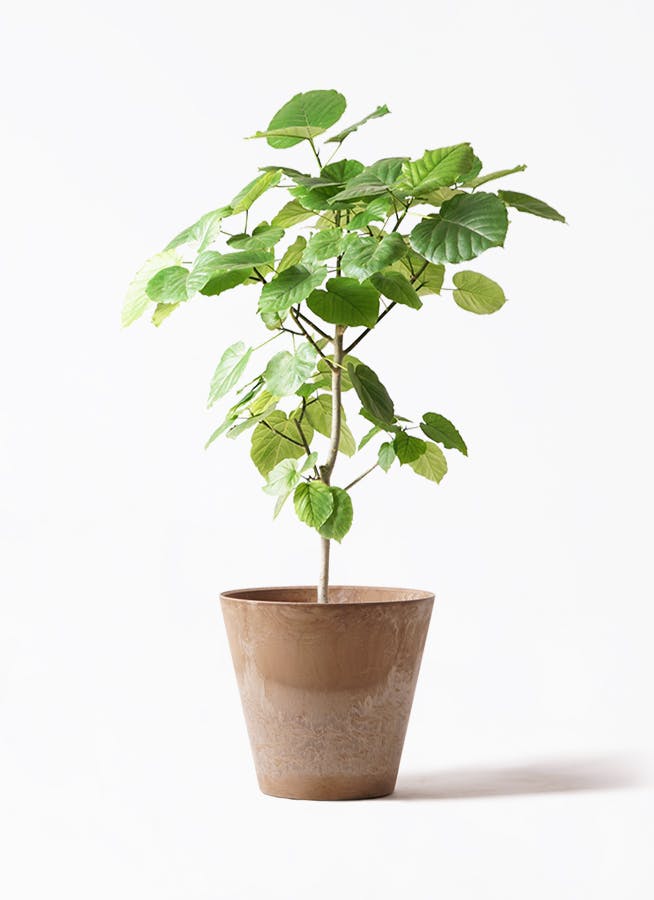 フィカス ウンベラータ | 観葉植物通販 HitoHana