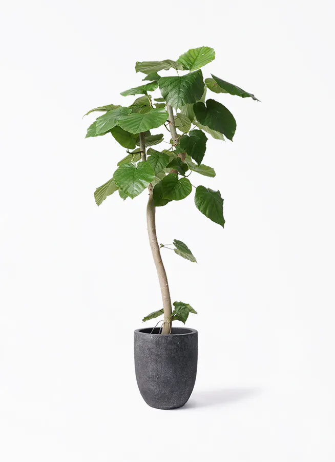 フィカス ウンベラータ 曲がり | 観葉植物通販 HitoHana（ひとはな）
