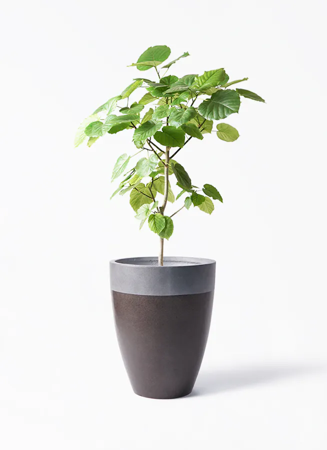 フィカス ウンベラータ 8号 147cm S-shaped tree form（フィカス 