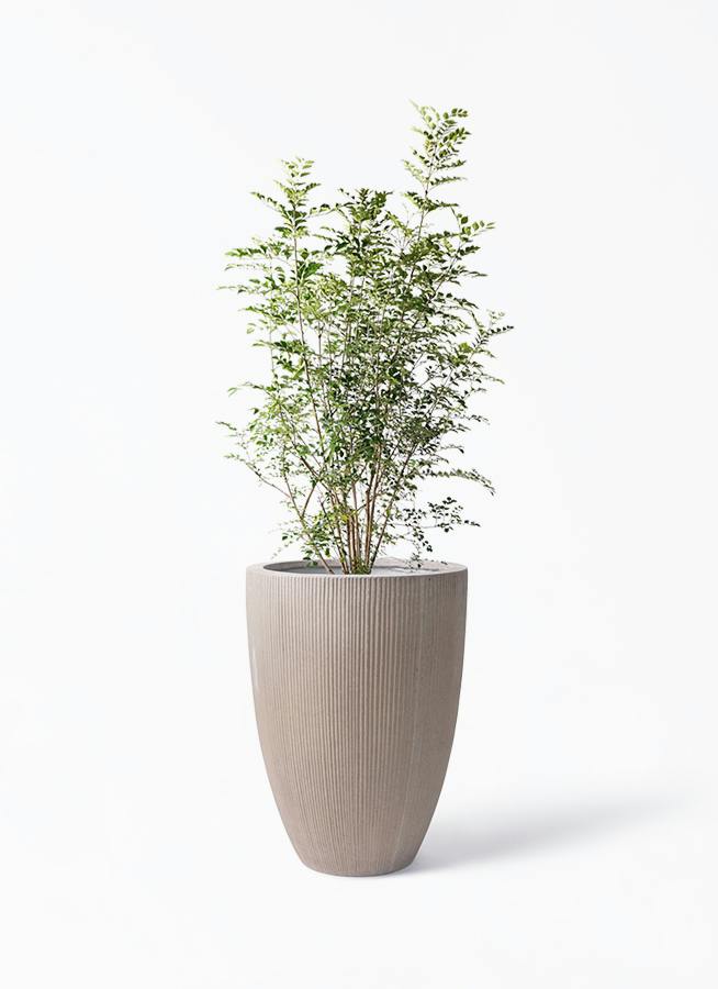 観葉植物 シマトネリコ 8号 リブラ モノ ブラウン 付き | 観葉植物なら