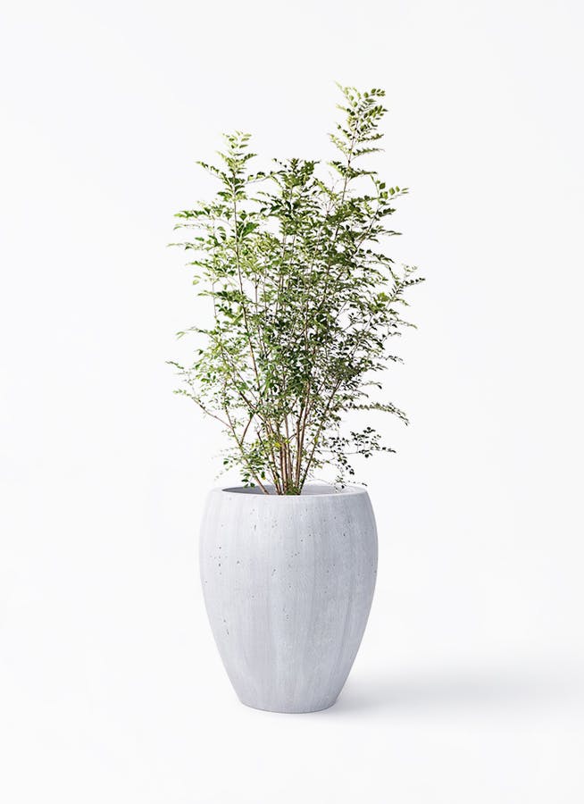 シマトネリコ 8号 | 観葉植物 | 送料無料でお届け - Hitohana