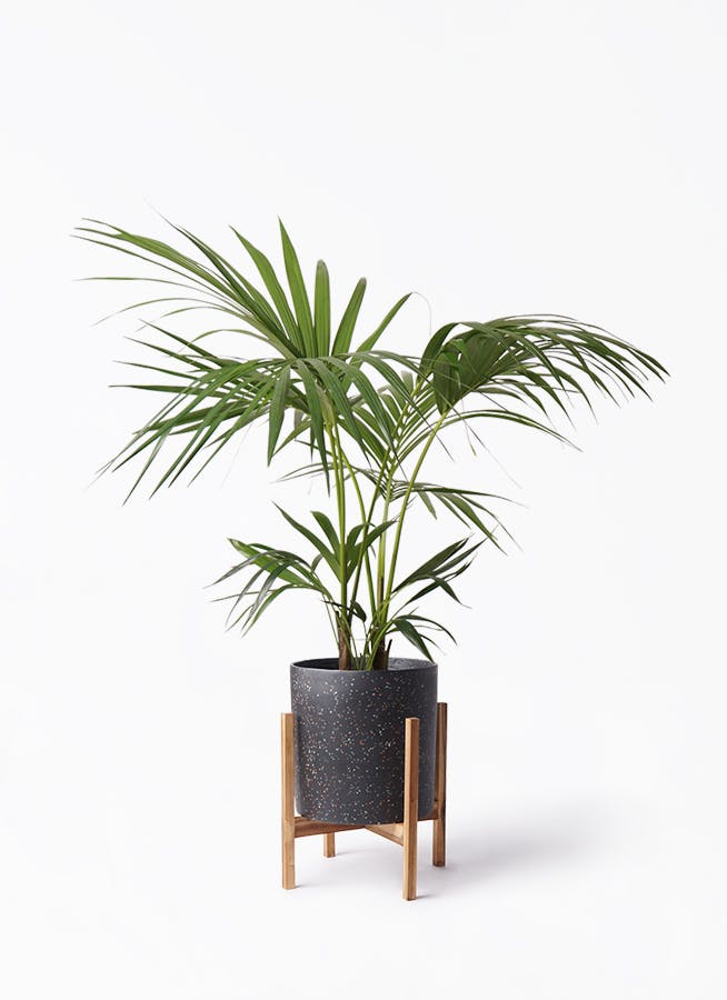 ケンチャヤシ | 観葉植物の通販ならHitoHana（ひとはな）