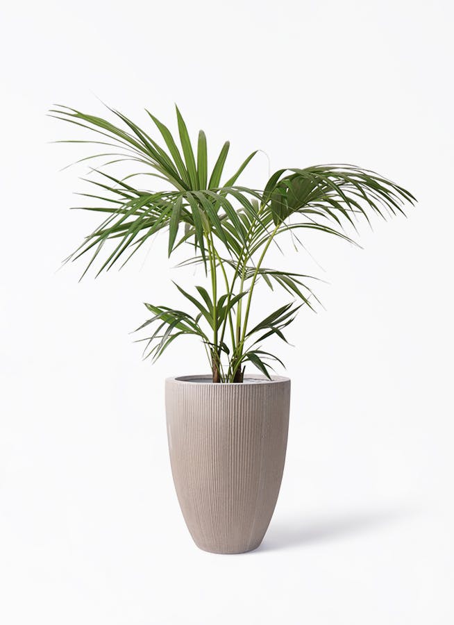 けんちゃんヤシ。観葉植物。鉢ごと無料で発送致しますいたします。 けんちゃんヤシ。観葉植物。鉢ごと無料で発送致しますいたします