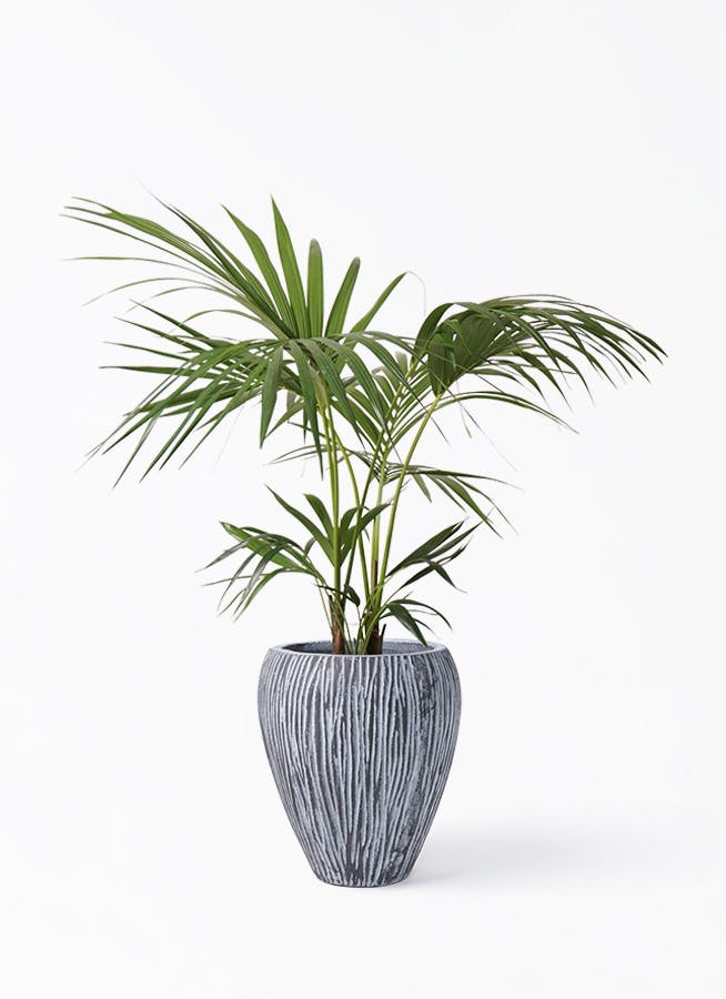 イヌケンチャヤシ 8号 125cm イヌケンチャヤシ