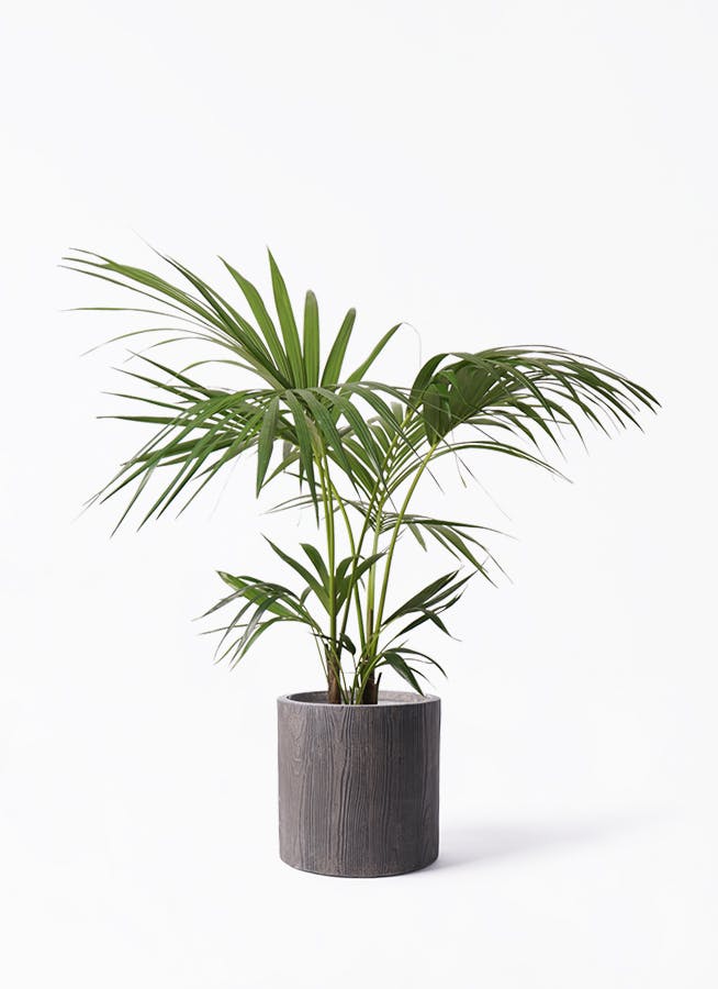 イヌケンチャヤシ 8号 125cm イヌケンチャヤシ 8号 125cm - メルカリ