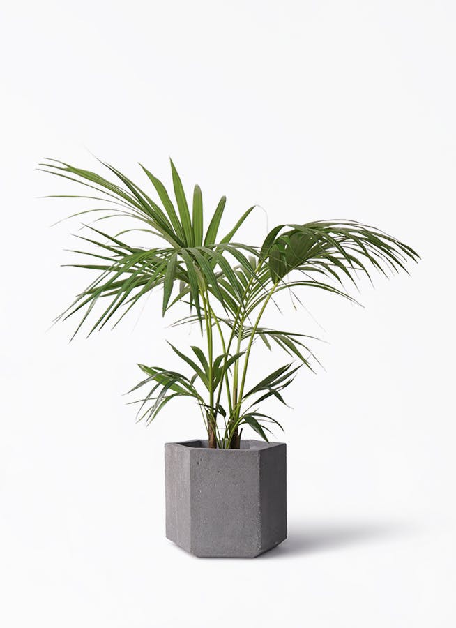 ケンチャヤシ 8号 | 観葉植物の通販ならHitoHana（ひとはな）