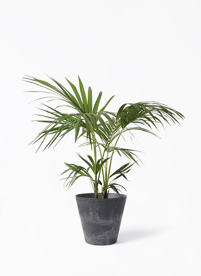 イヌケンチャヤシ 8号 125cm ケンチャヤシ 8号 | 観葉植物の通販ならHitoHana（ひとはな）