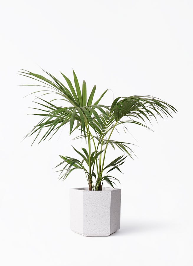 ケンチャヤシ 8号 | 観葉植物の通販ならHitoHana（ひとはな）