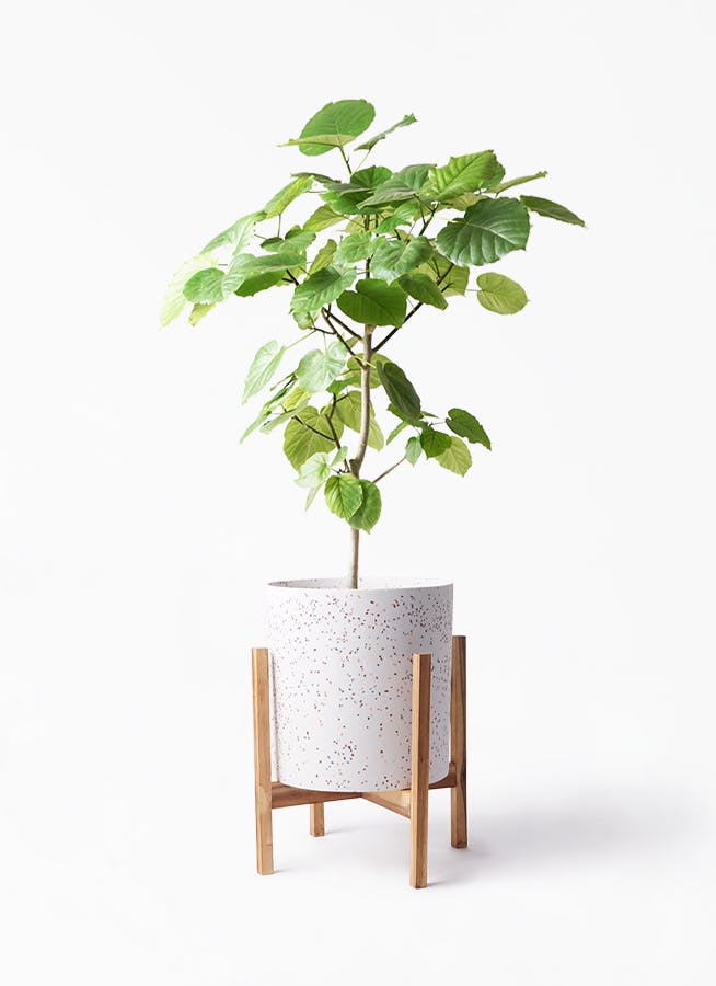 観葉植物 フィカス ウンベラータ 8号 ノーマル ホルスト シリンダー スパークルホワイト ウッドポットスタンド 付き 観葉植物ならhitohana ひとはな 観葉植物 フィカス ウンベラータ 8号 ノーマル ホルスト シリンダー スパークルホワイト ウッドポットスタンド 付き 観葉植物ならhitohana ひとはな