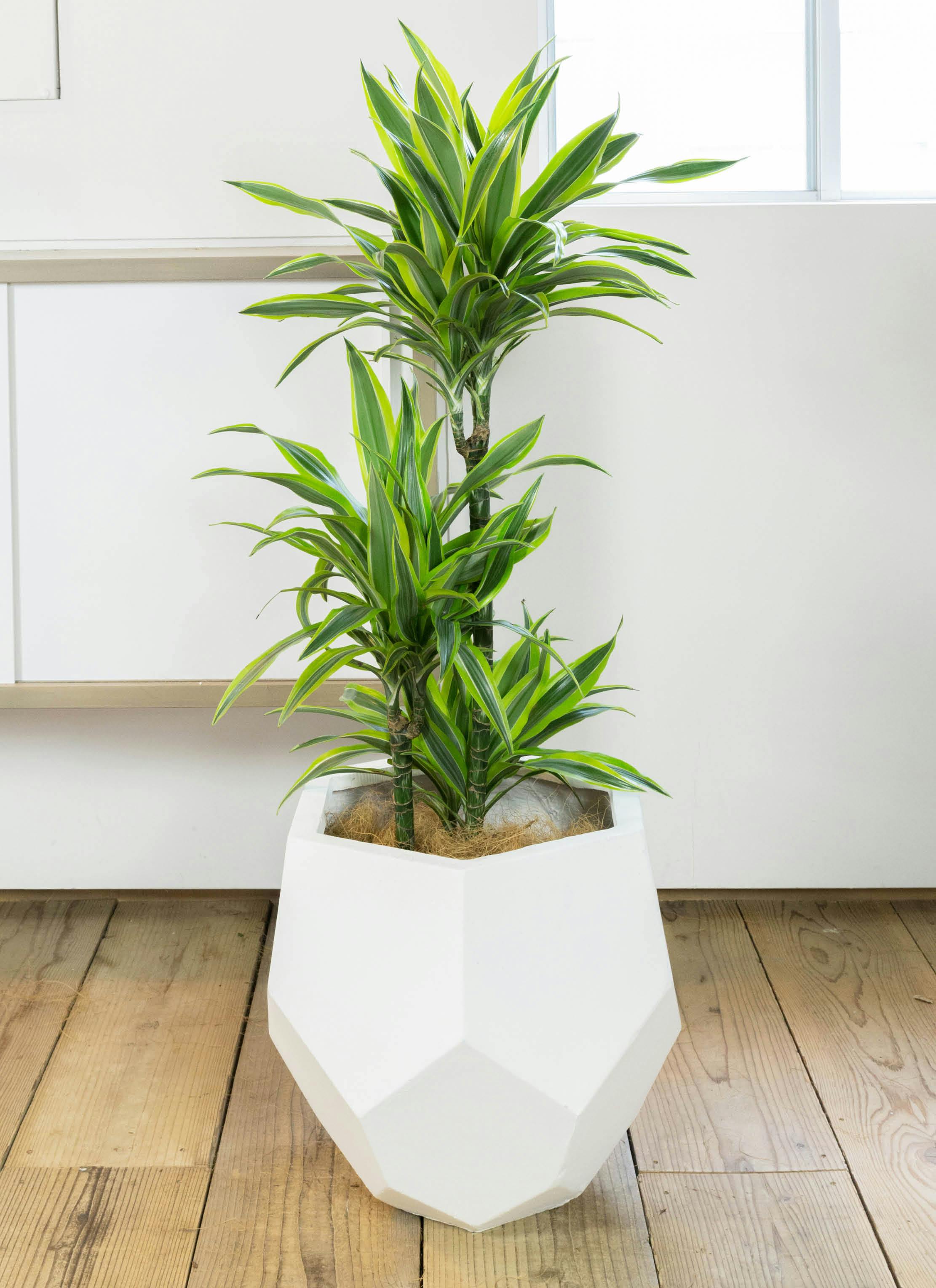 観葉植物フェニックスロベレニー 約1.5メートル 白鉢 観葉植物フェニックスロベレニー 約1.5メートル 白鉢