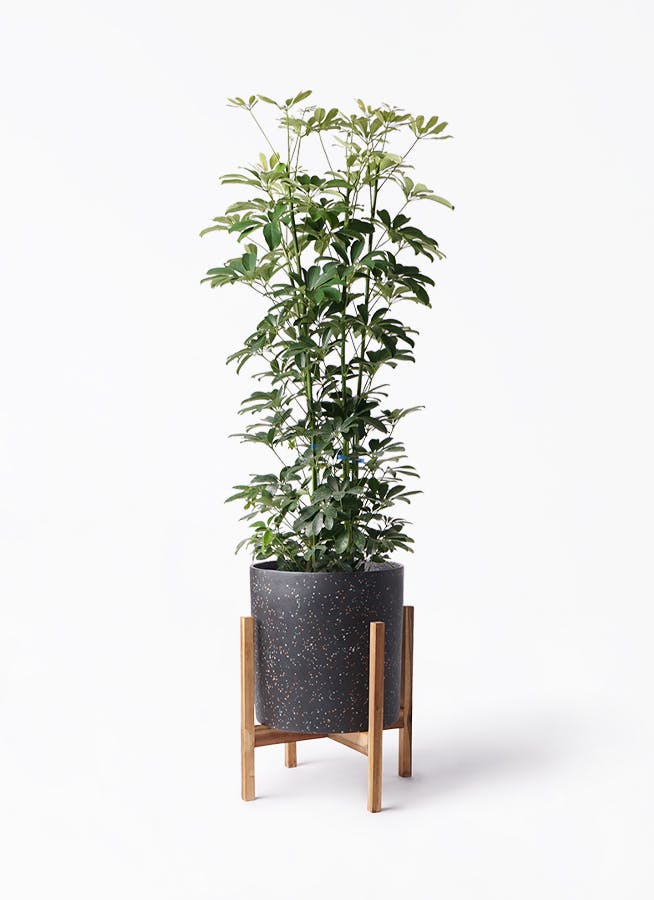 カポック（シェフレラ） 8号 | 観葉植物 | インテリアやギフトに