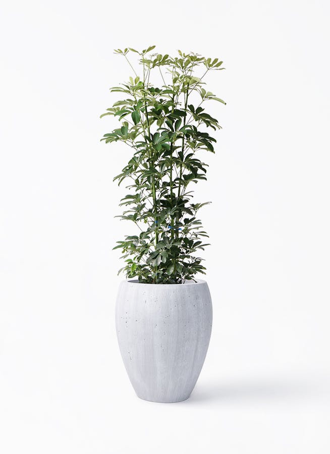 カポック（シェフレラ） | 観葉植物の通販ならHitoHana