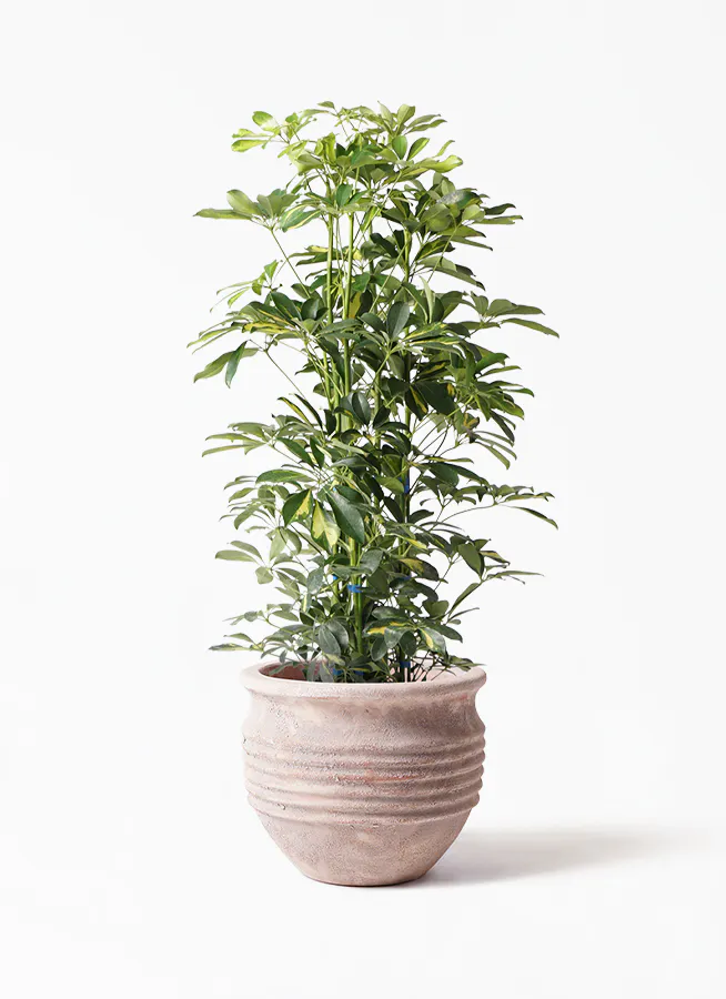 観葉植物 カポック シェフレラ 8号 斑入り テラアストラ リゲル 赤茶色 付き 観葉植物ならhitohana ひとはな