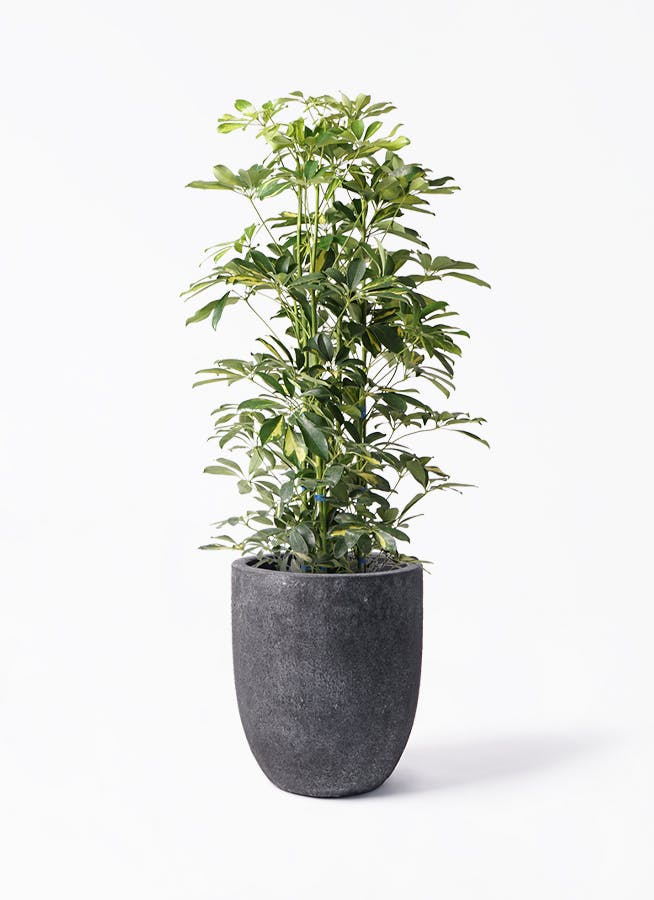 引取限定★シェフレラ　9号　180cm　観葉植物　大型 引取限定☆シェフレラ 9号 180cm 観葉植物 大型