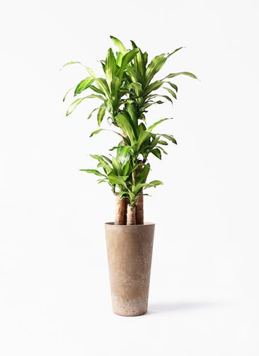 観葉植物 ドラセナ 幸福の木 8号 ノーマル アートストーン トールラウンド ベージュ 付き