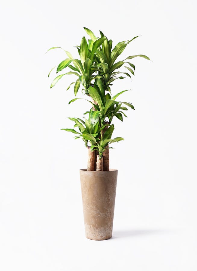 ドラセナ　大型　観葉植物 ドラセナ幸福の木 大型 | 観葉植物通販HitoHana(ひとはな)